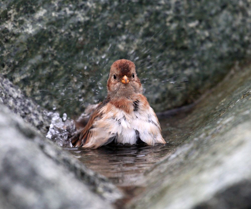 Photograph by PERESHEIN ANDREY