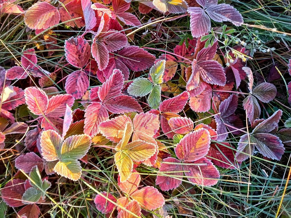 Земляника в поле