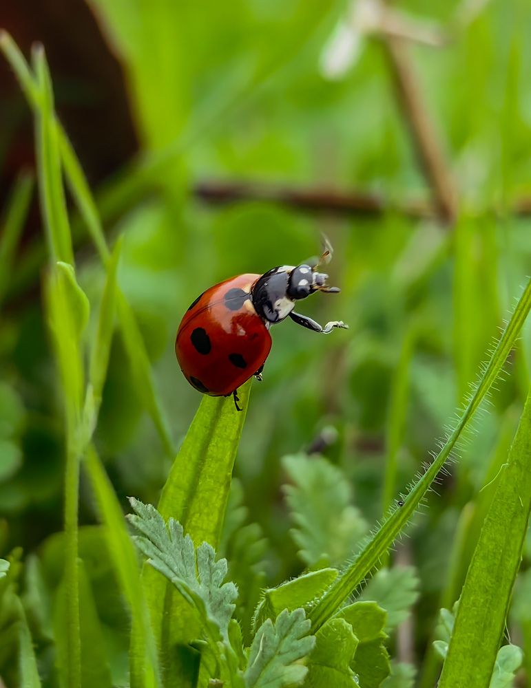 Ladybug