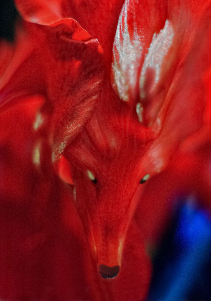 Фотография автора Черновол Валентин