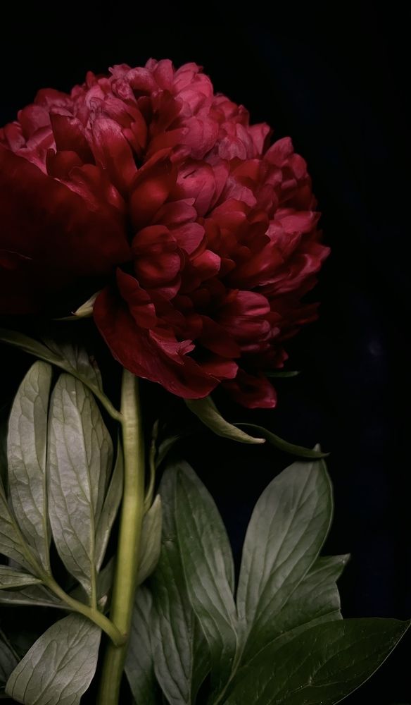 Photograph by Алена Жирова