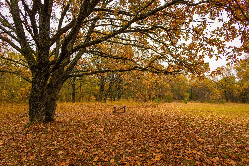 Photograph by Владимир Карпов
