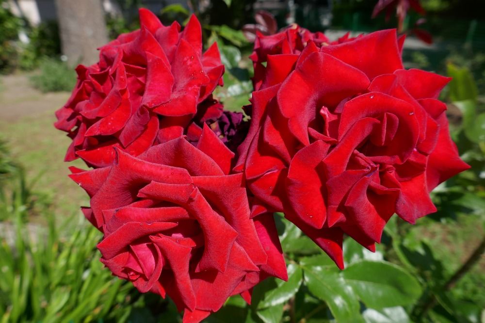 Photograph by Антон