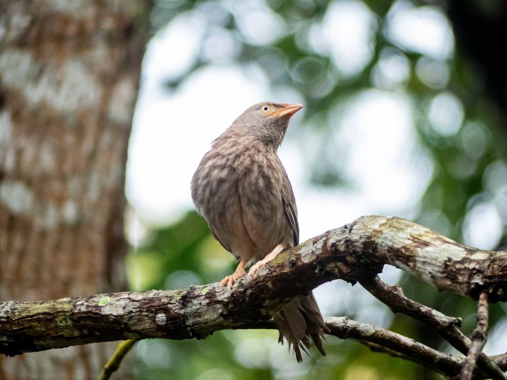 Фотография автора Midhunkrishna Kandampully