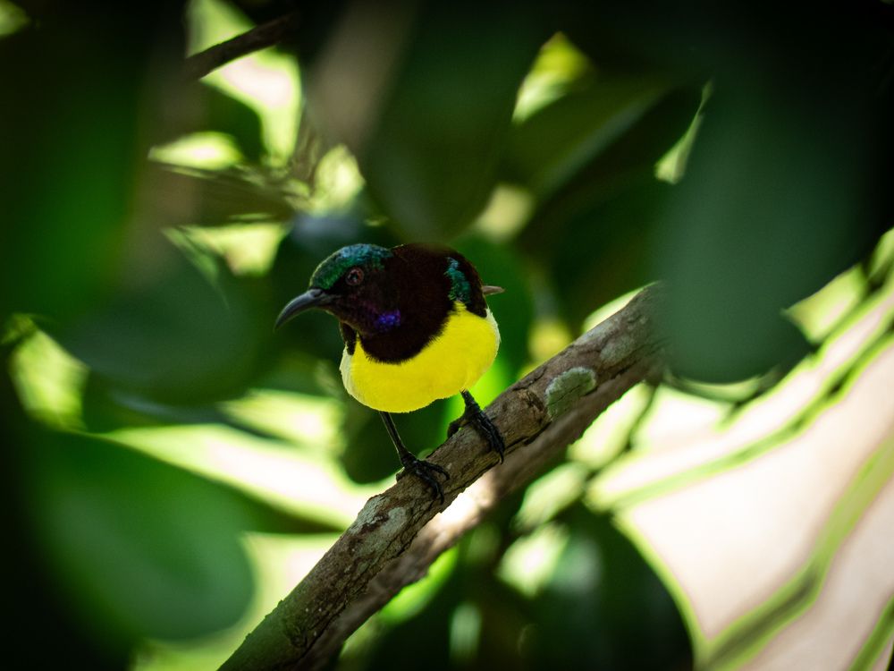 Фотография автора Midhunkrishna Kandampully