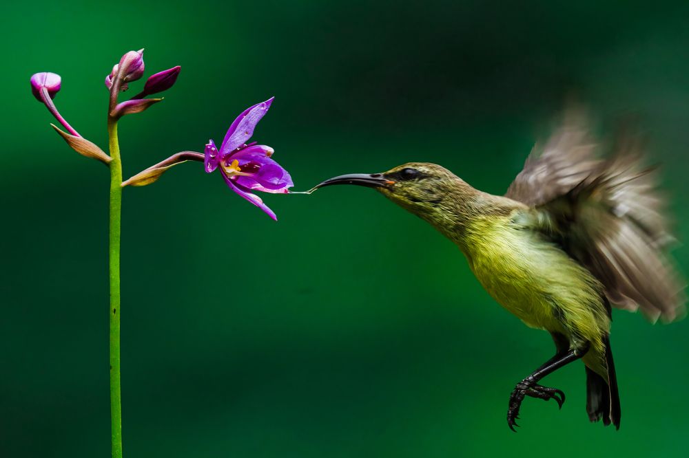 Photograph by Swarnandu Ghosh