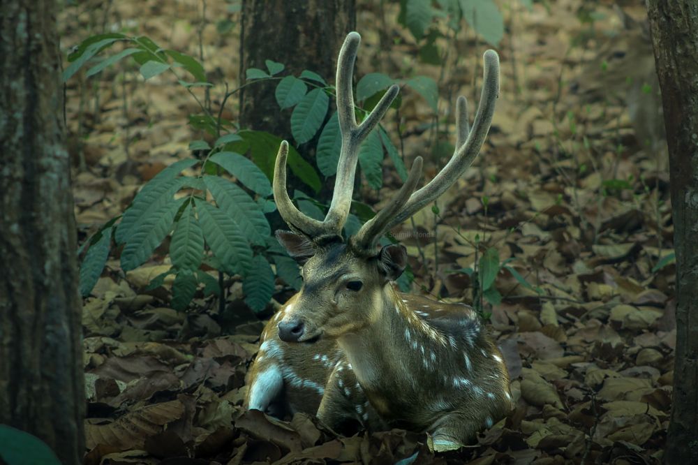 Photograph by Soumik Mondal Soumik