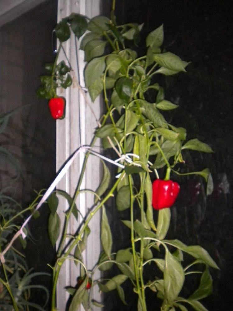 Photograph by Галина Петрушенко