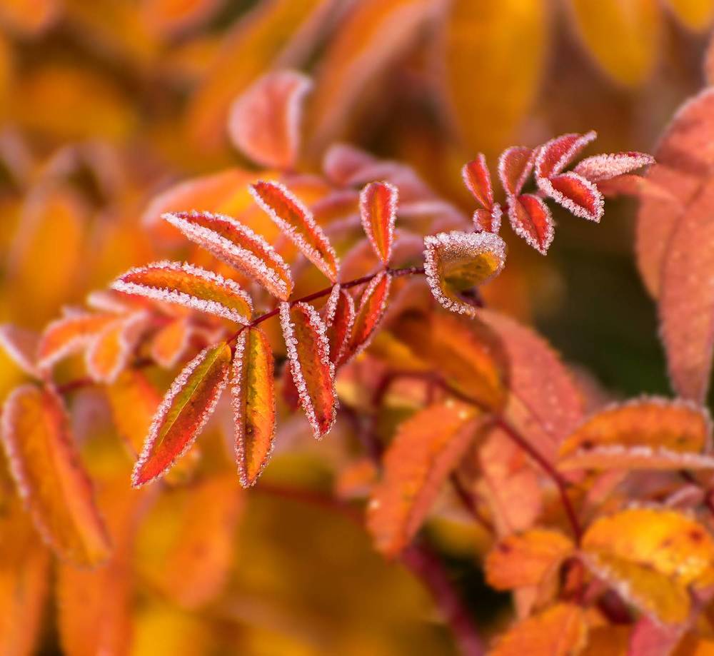 Краски октября