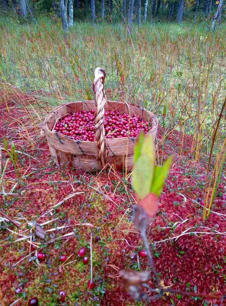 Photograph by Татьяна Бешенкина