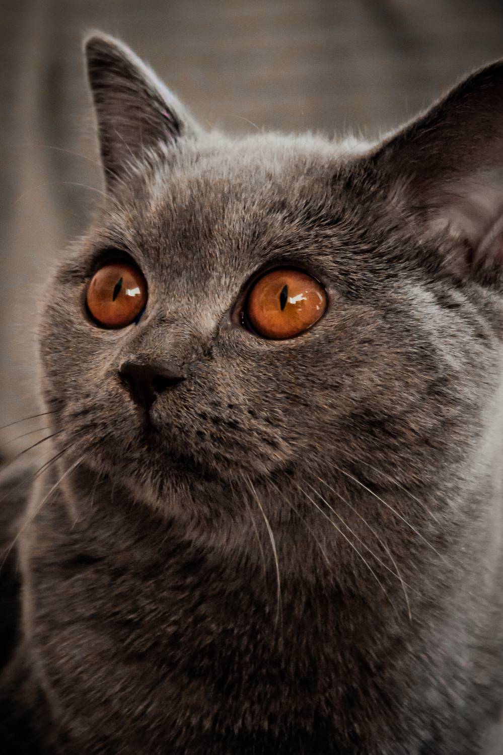 Photo #11184732