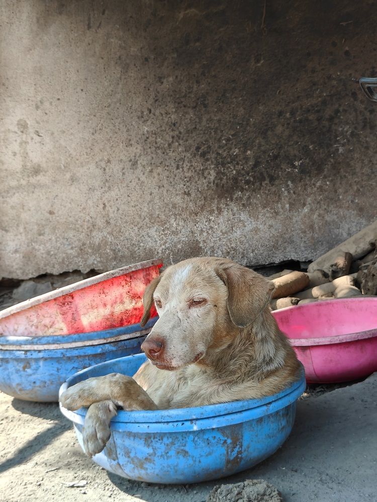 Street dog