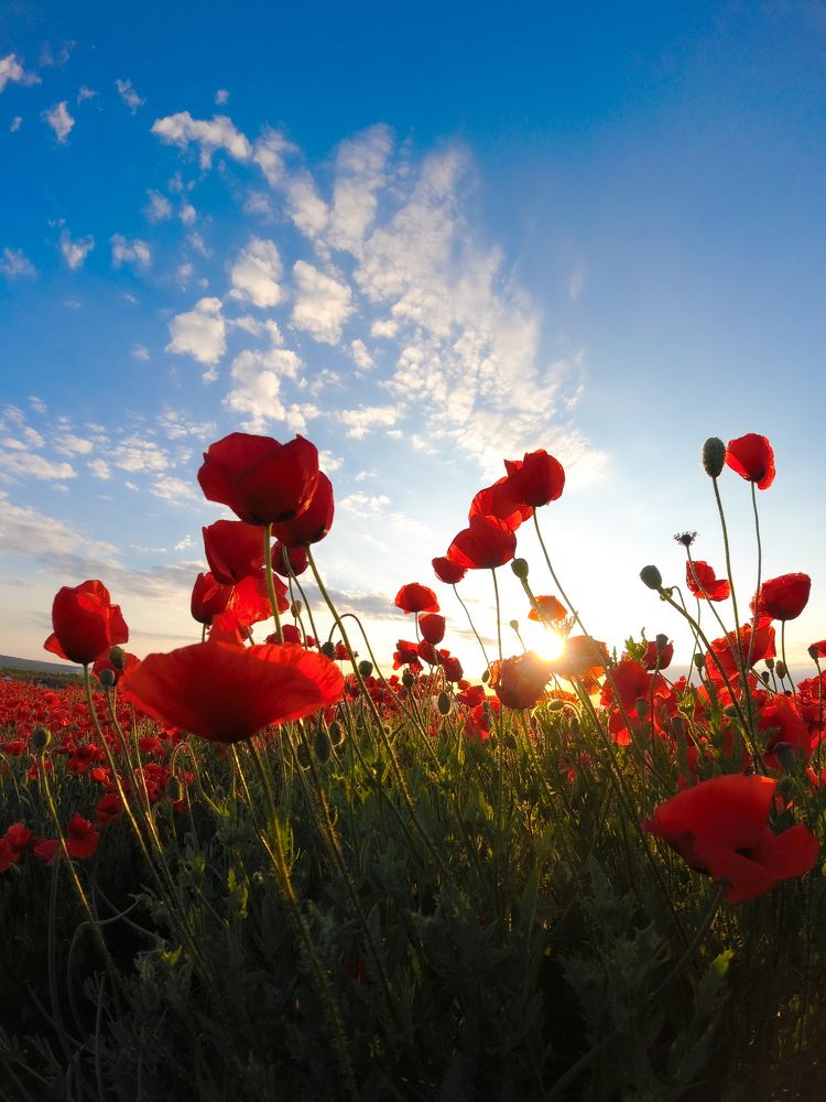 Фотография автора Midhunkrishna Kandampully