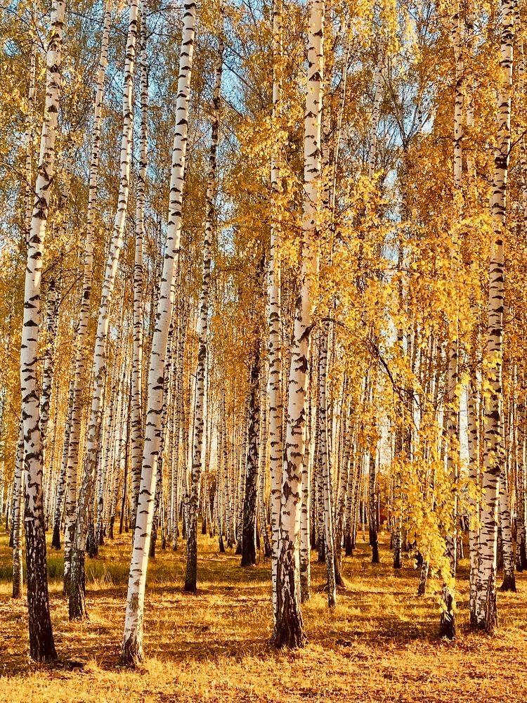 Золотые березы