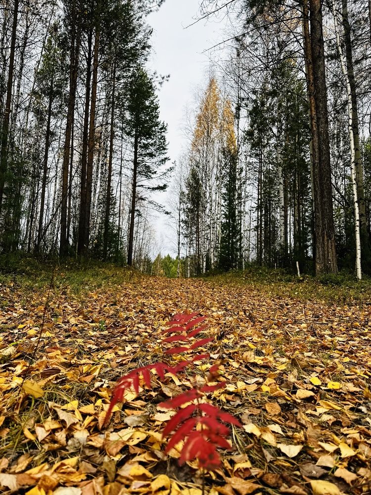 Фотография автора Яврова Татьяна