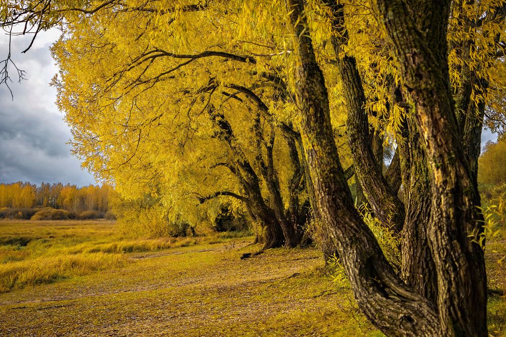Фотография автора Светлана Разумовская
