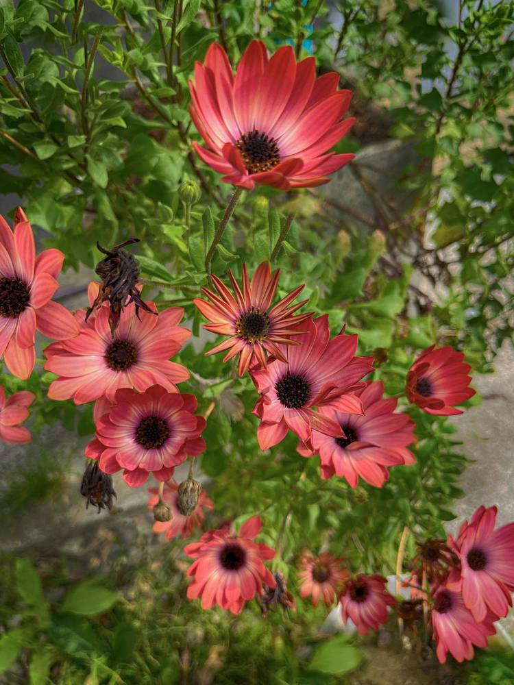 Photograph by Viviana García