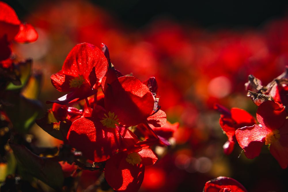 Фотография автора Светлана Разумовская