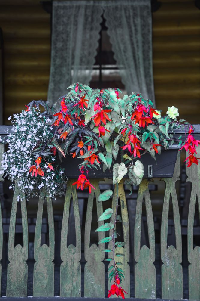 Фотография автора Светлана Разумовская