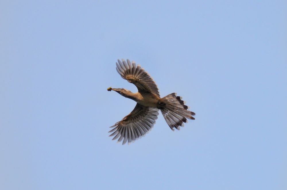 Photograph by GAURAV INGLE