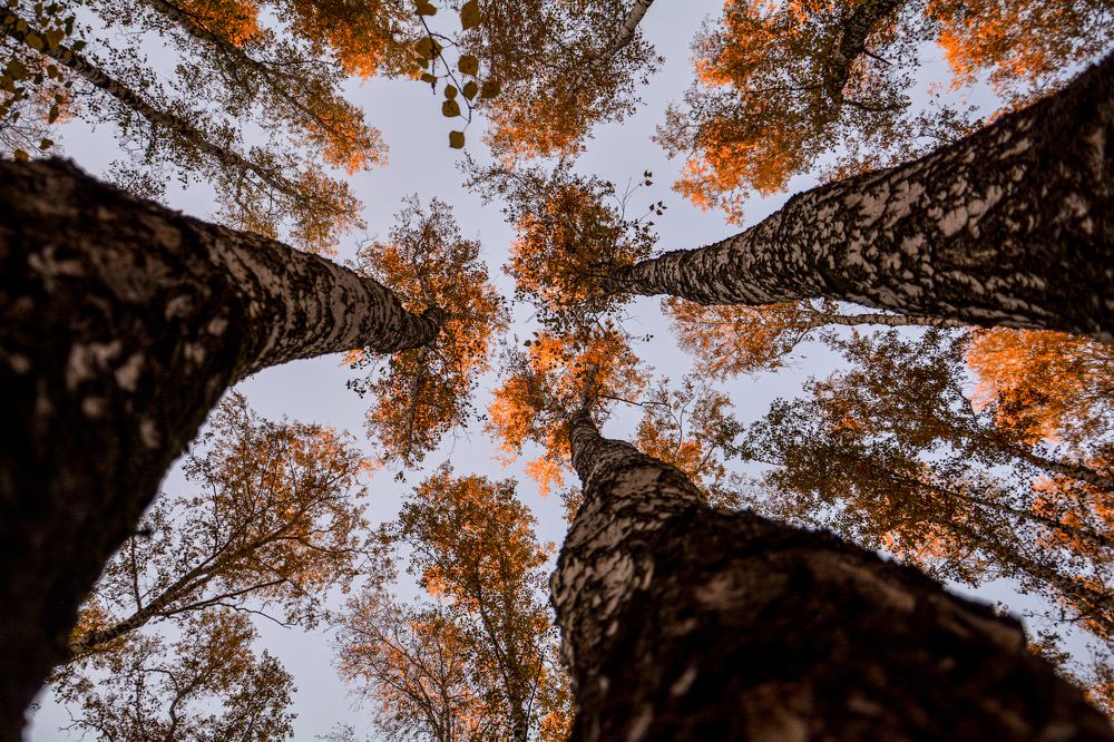 Фотография автора Дмитрий Хань