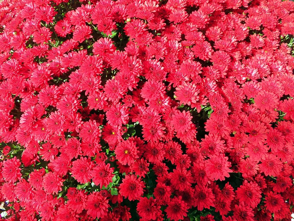 Red flowers