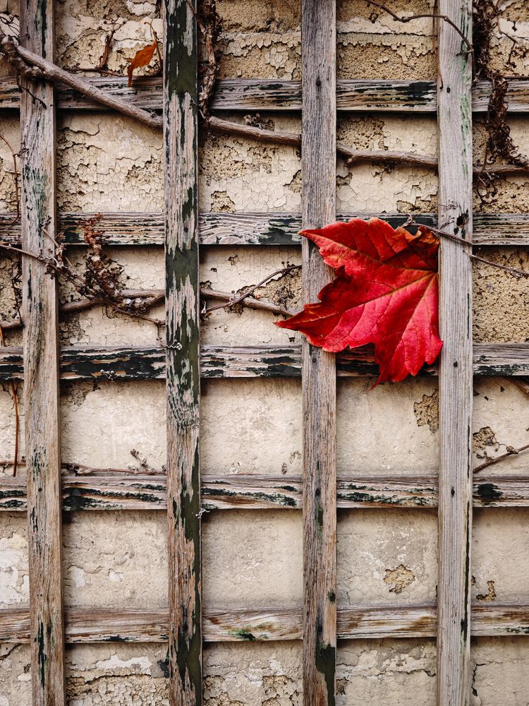 Photograph by Александра Шилова