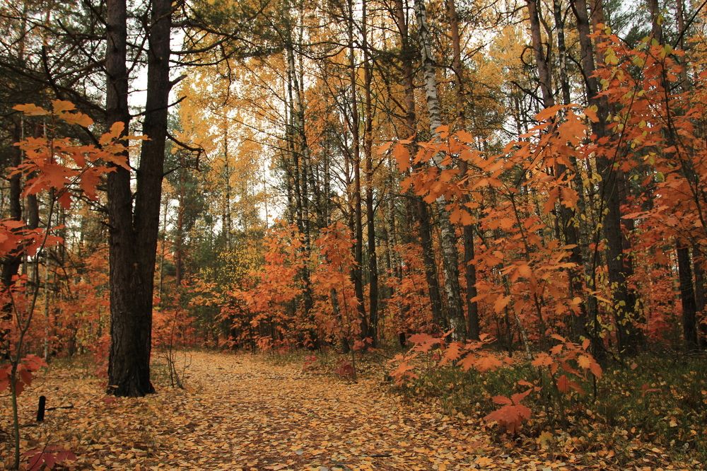 Фотография автора Колосова Елена