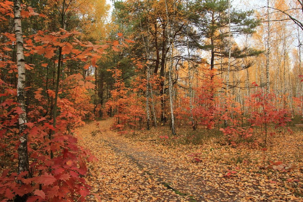 Фотография автора Колосова Елена