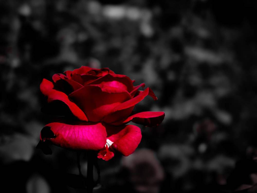 Photograph by Никита Борзов