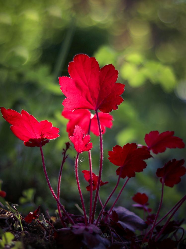 Photograph by Ирина Корабельникова