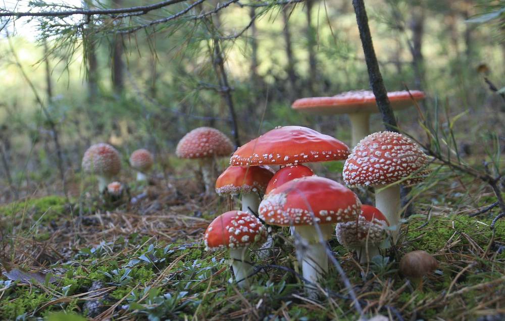 Photograph by Галина Ильясова