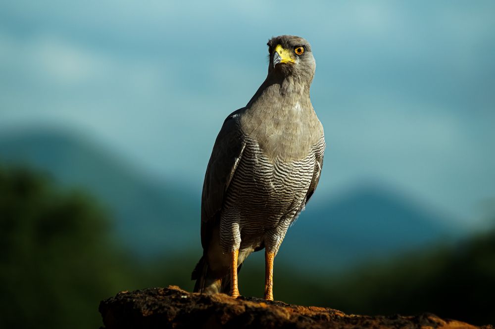 Photograph by Dipanjan Ray