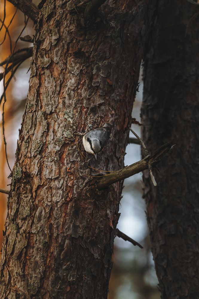 Фотография автора Мария Семенова
