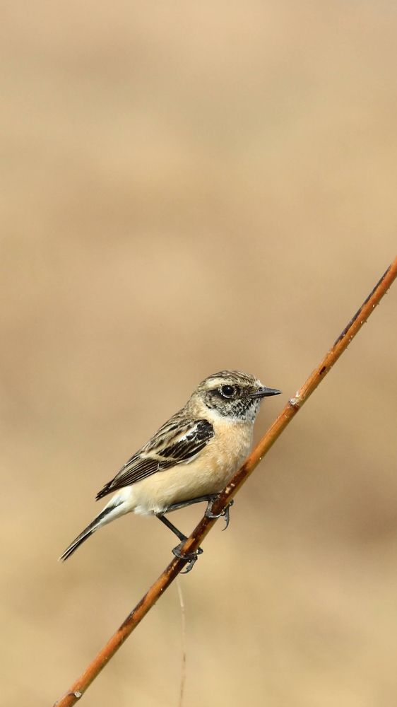 siberian stonechat