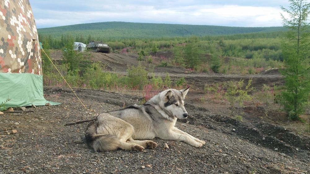Photo #11185376