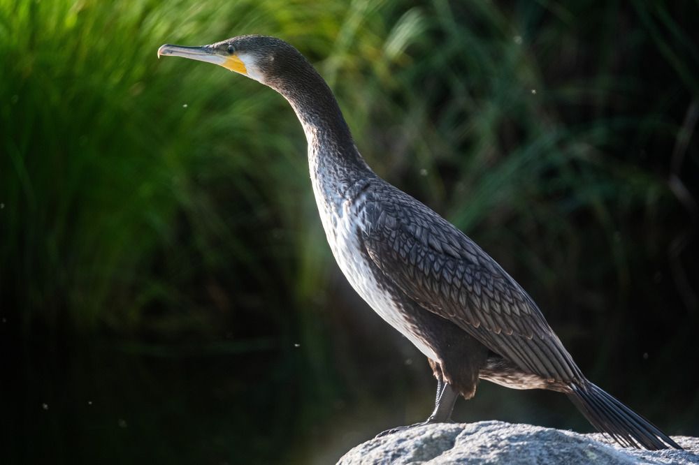 Фотография автора Andrey Shishkalov