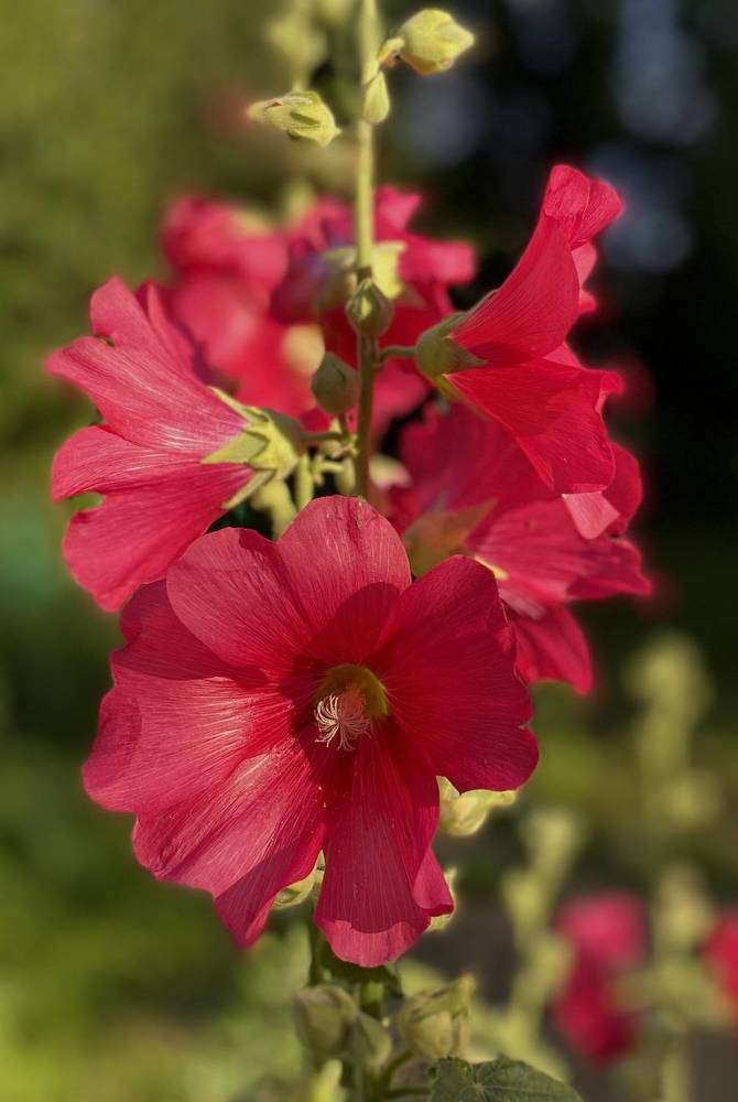 Photograph by Алиса Лукина