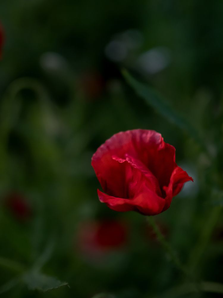 Photograph by Александра Шилова