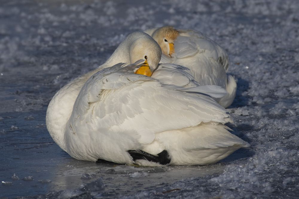 Photograph by Евгений Санин