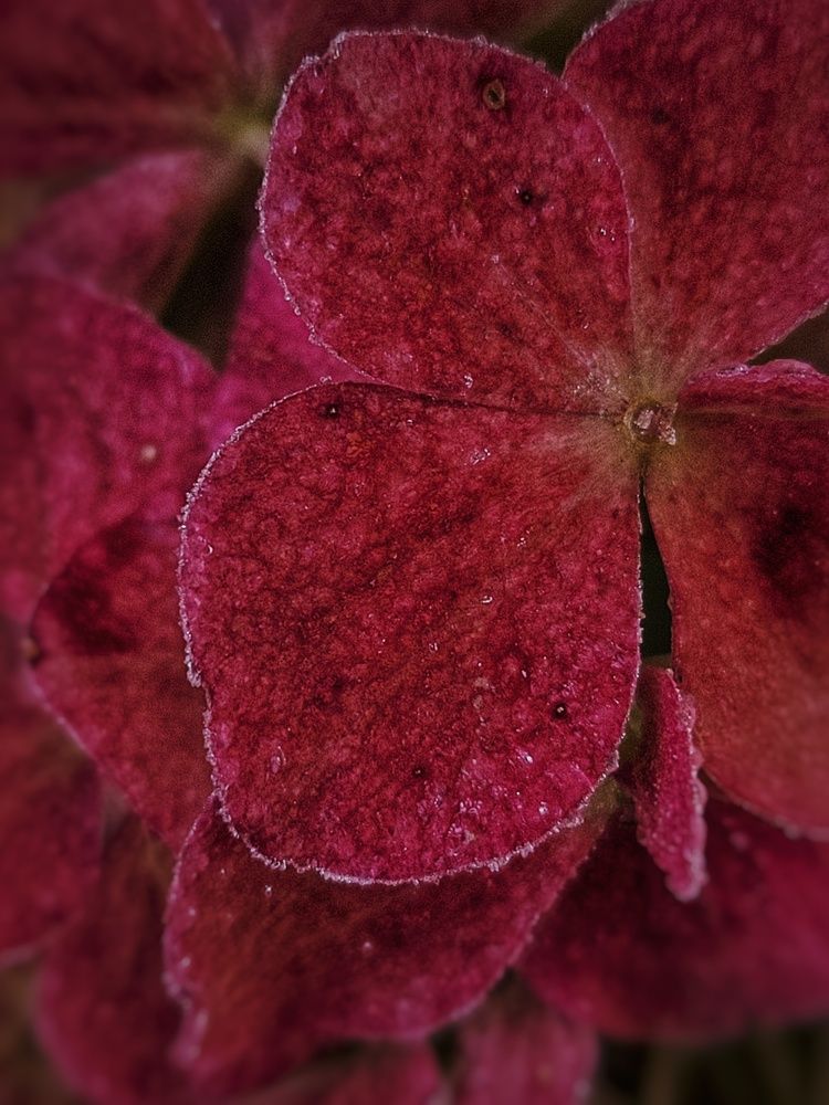 Photograph by Алина