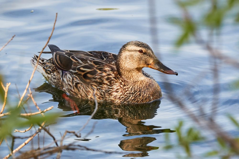 Фотография автора Игорь Попов