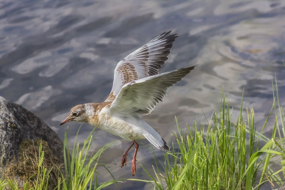 Photograph by Клясюк Галина