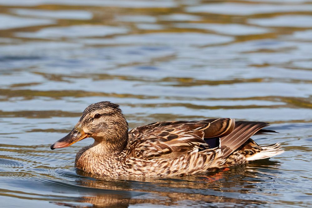 Фотография автора Игорь Попов
