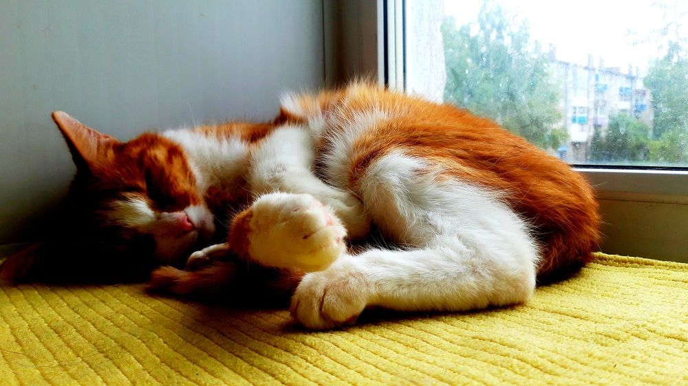 Photograph by Дмитрий Симагин