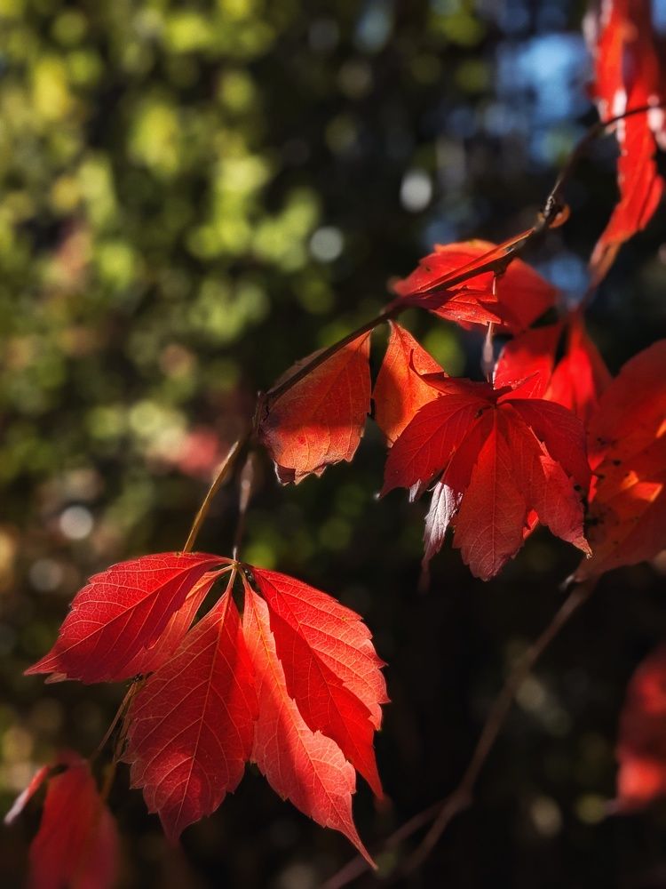 Photograph by Екатерина Чижевская