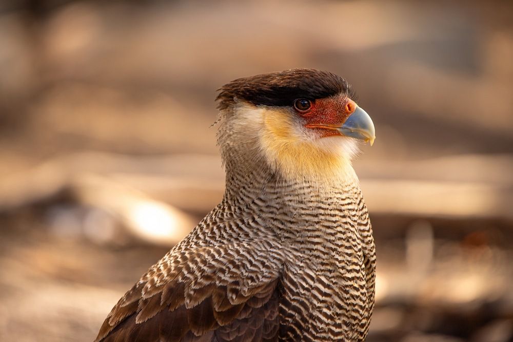 Photograph by elieser barbosa