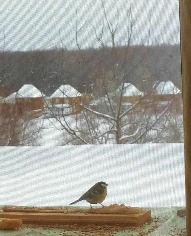 Фотография автора Елена Александрова