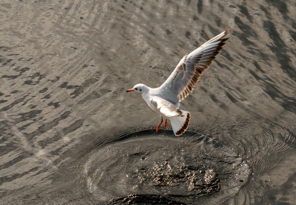 Фотография автора Алексей Клоков