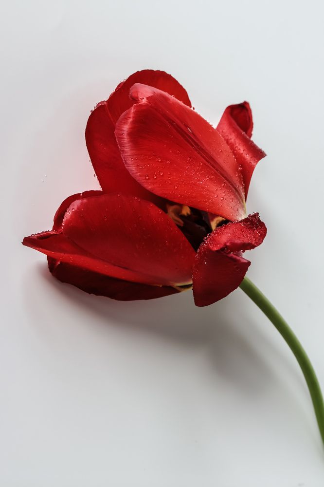 Photograph by Светлана Фоменко